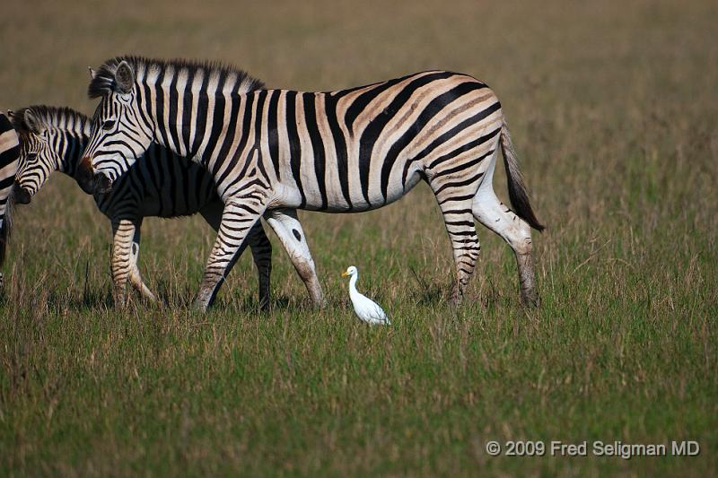 20090613_101719 D300 X1.jpg - Note the bird walking with the Zebra.  The Zebra is disturbing the grass so insects and the like are flying out to be caught by the bird!